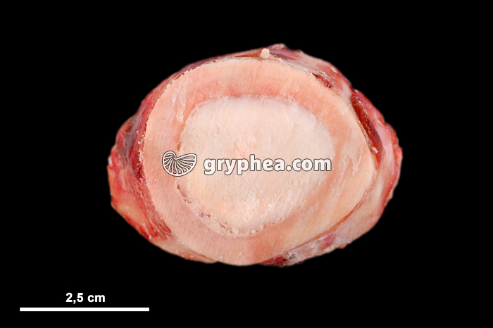 Os long en CT (fémur) montrant la moelle osseuse - gryphea.com